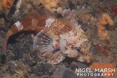 Bovichtus angustifrons
