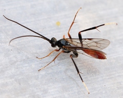Polytribax perspicillator