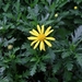 Euryops chrysanthemoides - Photo (c) Mauricio Mercadante,  זכויות יוצרים חלקיות (CC BY-NC-SA)