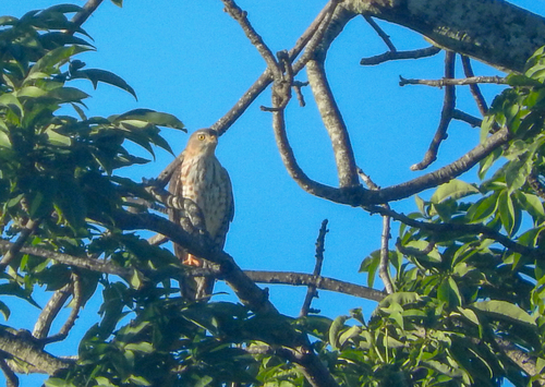 Little Sparrowhawk