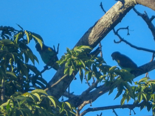 Meyer's Parrot