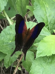 Marpesia furcula