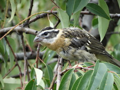 Pheucticus melanocephalus