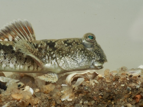 Largefin mudskipper (Periophthalmus magnuspinnatus) — Gobiidae — 3