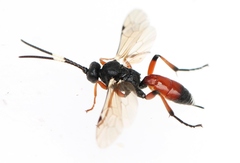 Rhembobius quadrispinus