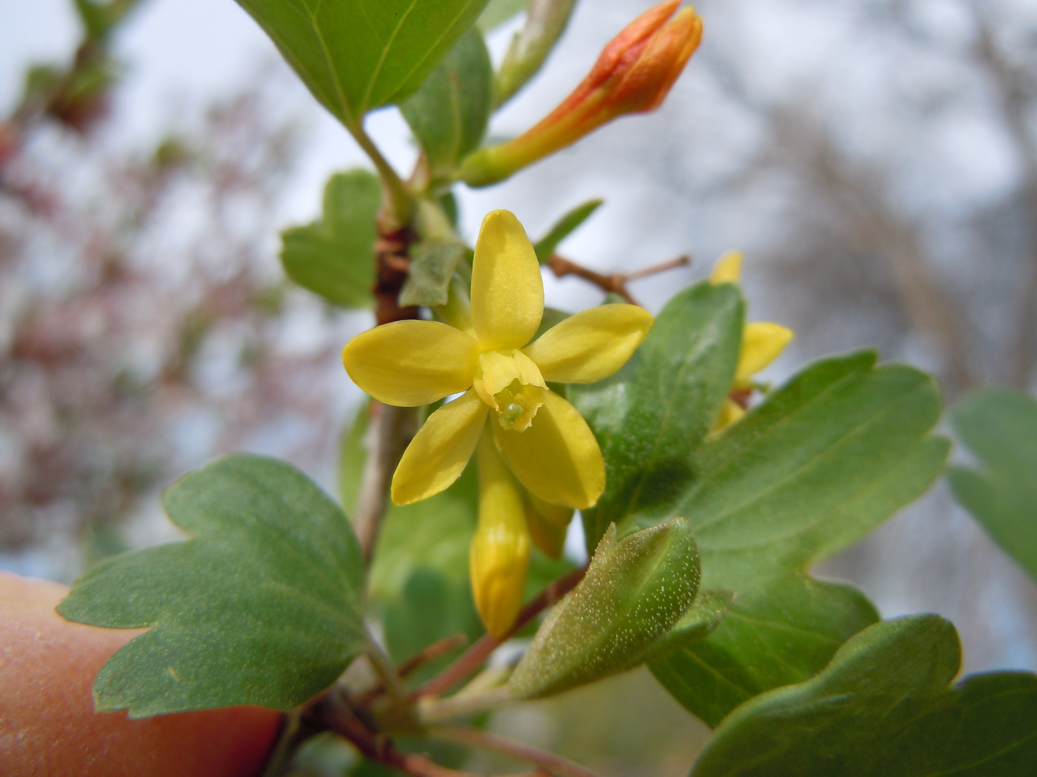 Ribes aureum var. gracillimum