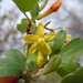Ribes aureum gracillimum - Photo (c) Matt Lavin, some rights reserved (CC BY-SA)