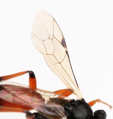 Rhembobius quadrispinus