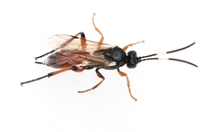 Rhembobius quadrispinus