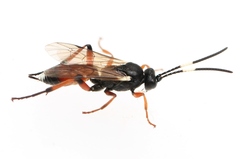 Rhembobius quadrispinus