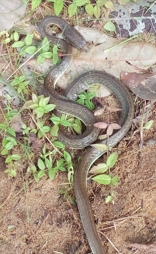 Photo of a Kalahari Sand Snake (Psammophis afroccidentalis)