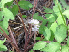 Hydrophyllum occidentale