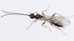 Tricholinum ischnocerum