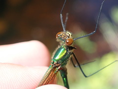 Calopteryx amata