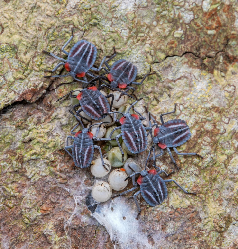 Tessaratoma