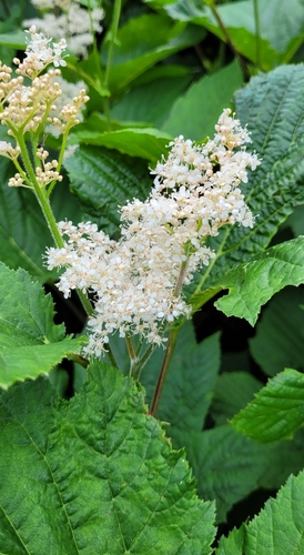 Image of Filipendula camtschatica by (c) Pavel Smirnov, some rights reserved (CC BY)