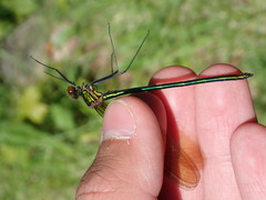Calopteryx amata