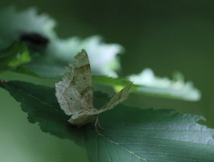 Metarranthis indeclinata