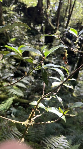 Image of Illicium anisatum by (c) Hazel Chang, some rights reserved (CC BY)