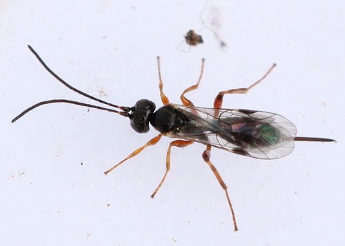 Zoophthorus