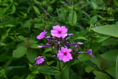 Phlox ovata