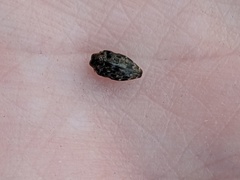 Brachys ovatus
