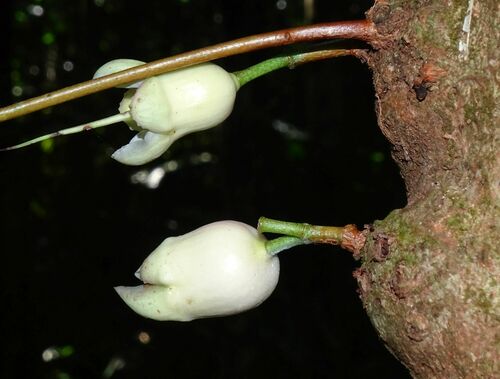 Piliocalyx observed 2024-08-19