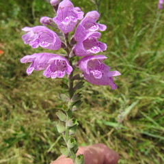 Physostegia