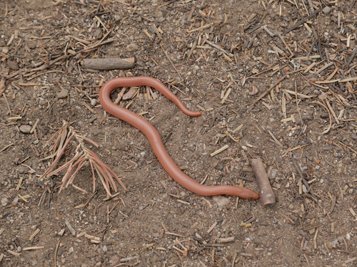iNaturalist observation photo of Northern Rubber Boa