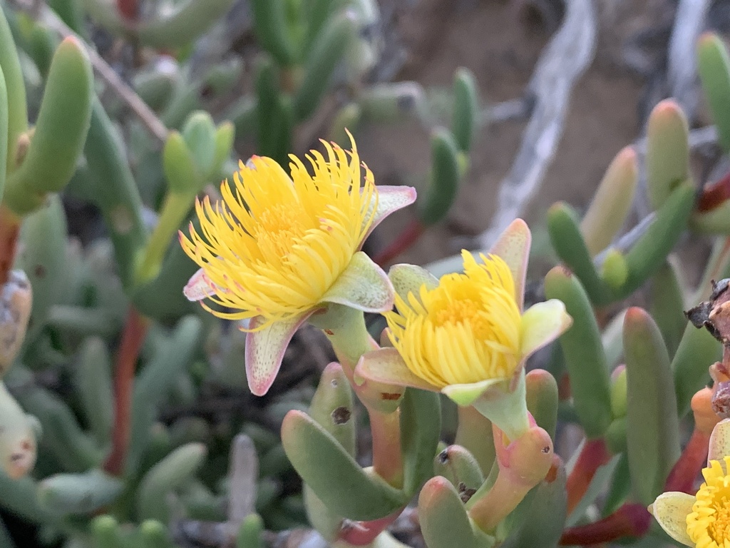 Hereroa fimbriata
