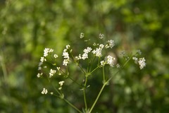 Galium glaucum