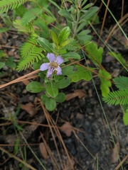 Dyschoriste oblongifolia