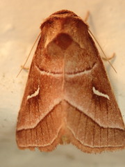 Fagitana littera