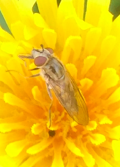 Platycheirus manicatus