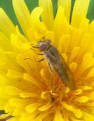 Platycheirus manicatus