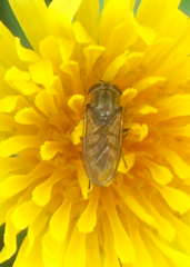 Platycheirus manicatus