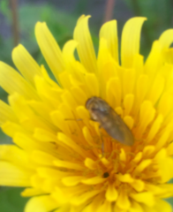 Platycheirus manicatus