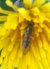Platycheirus manicatus