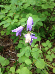 Campanula rotundifolia