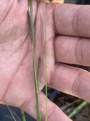 Carex lasiocarpa