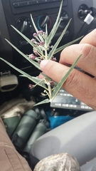 Asclepias brachystephana