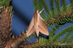 Theretra alecto