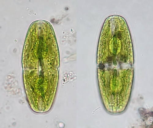 Actinotaenium cucurbitinum