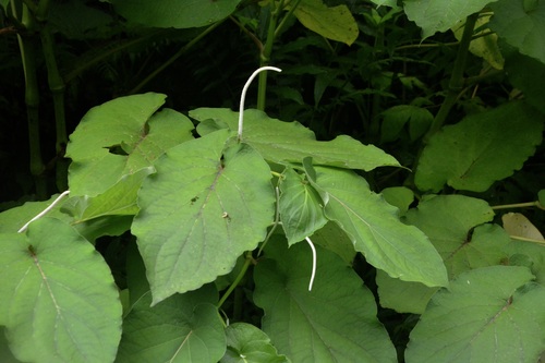 Piper auritum observed 2024-08-22
