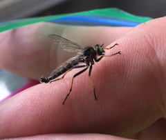 Neoitamus flavofemoratus