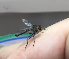 Neoitamus flavofemoratus