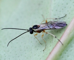 Diplazon pectoratorius