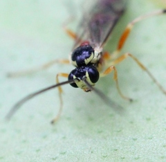 Diplazon pectoratorius