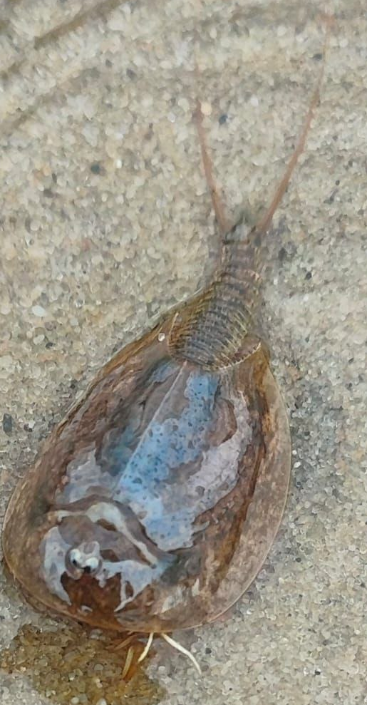 Lepidurus arcticus (Pallas, 1793)