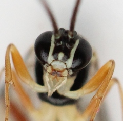 Diplazon scutatorius